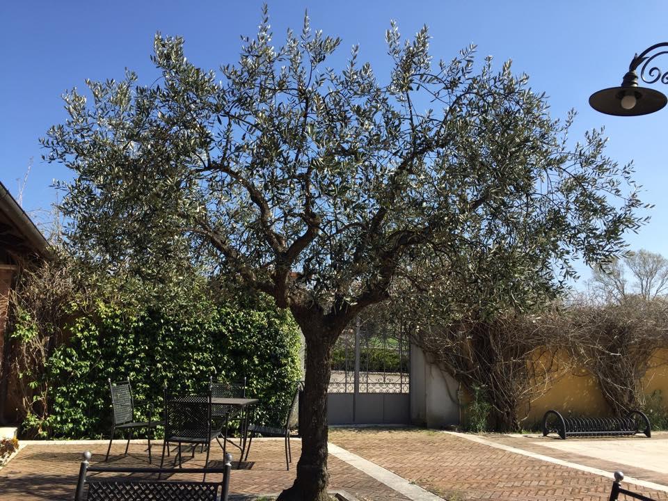 מלון אריאנו אירפינו Agriturismo Macchiacupa מראה חיצוני תמונה